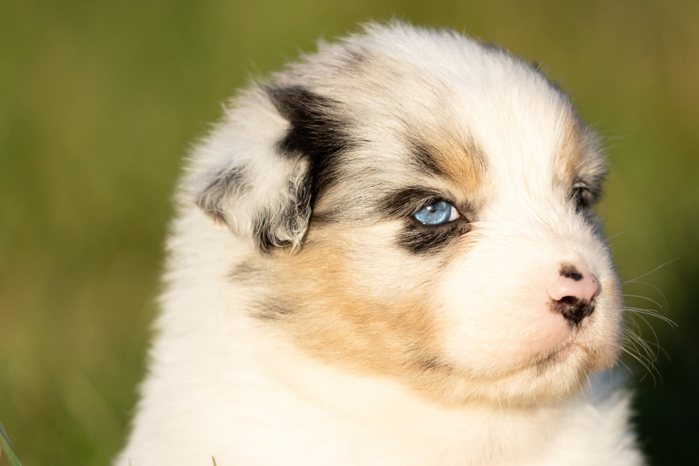 femelle bleu merle q