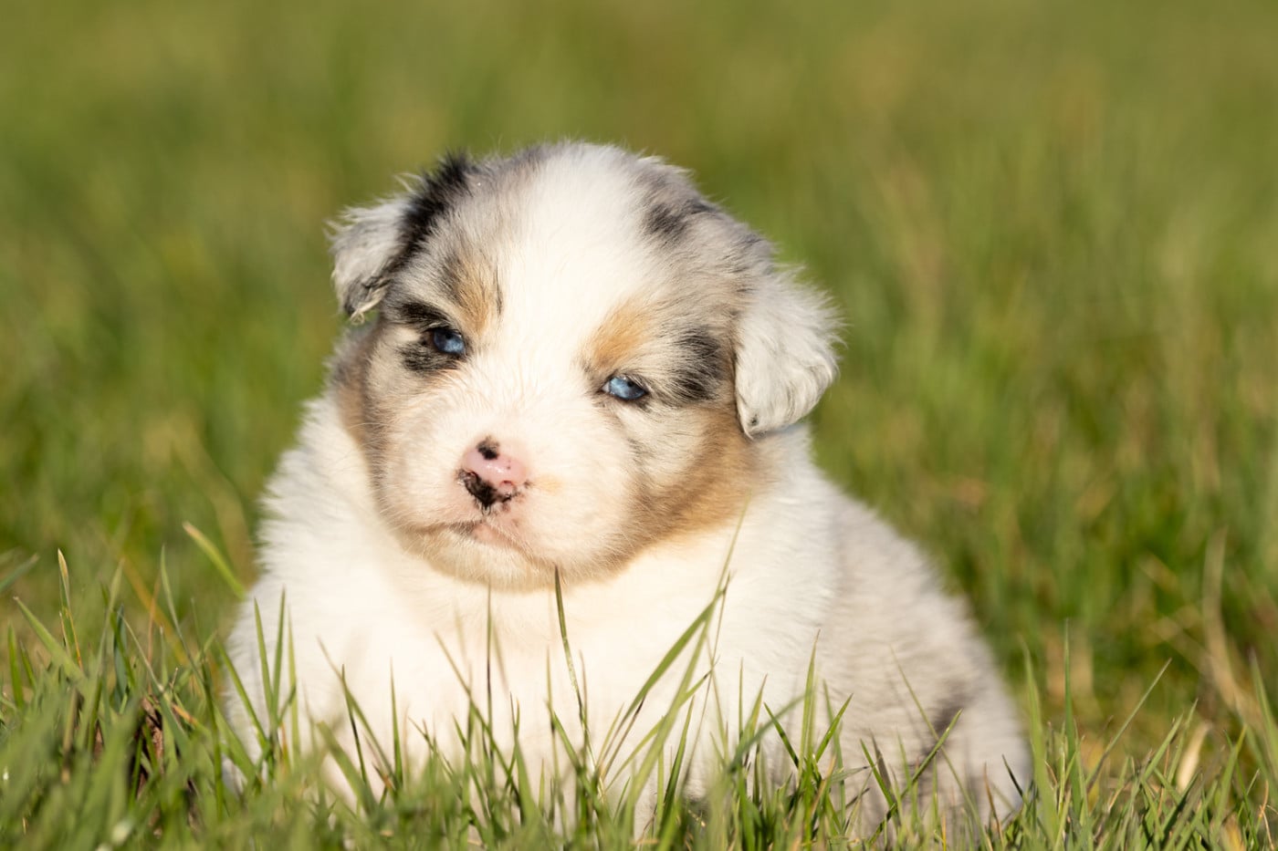 femelle bleu merle q