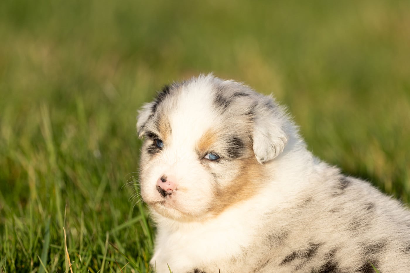 femelle bleu merle q