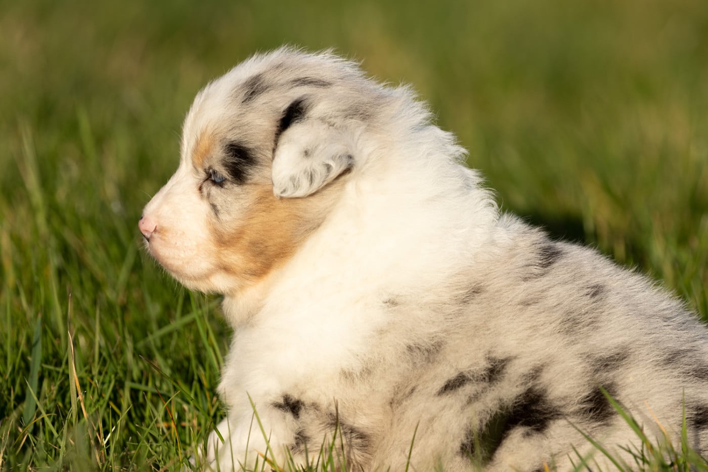 femelle bleu merle q