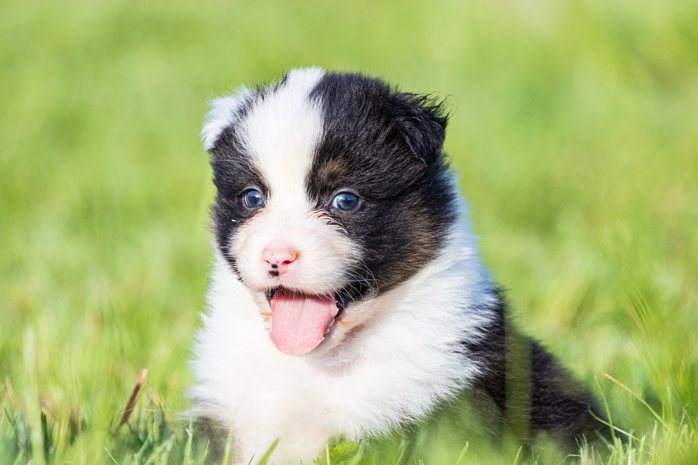 Chiot N°3