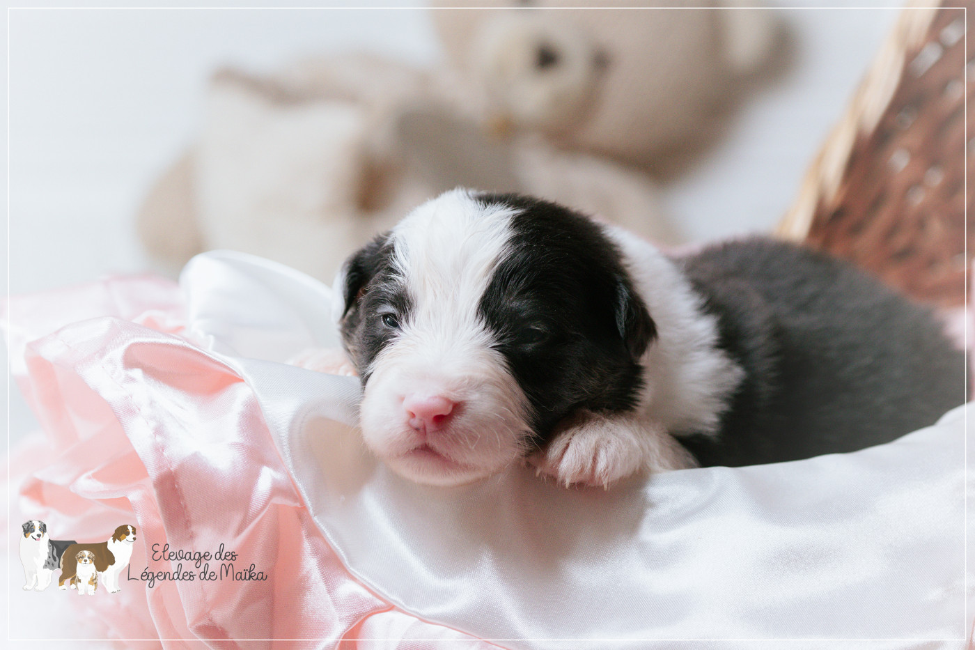 Chiot N°3