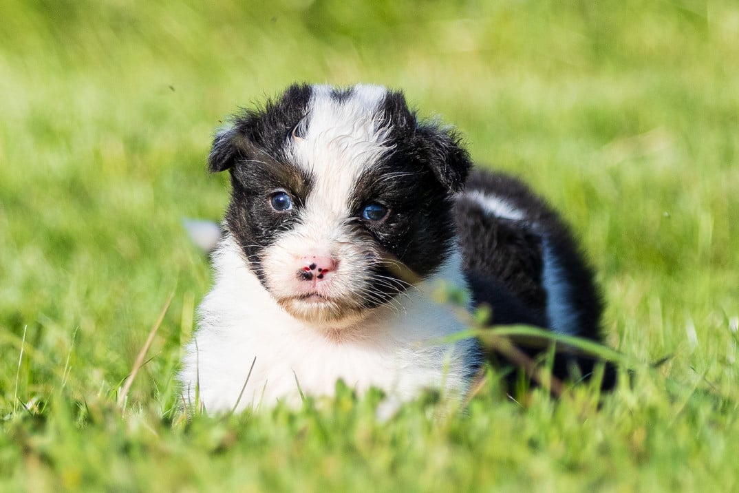 Chiot N°5