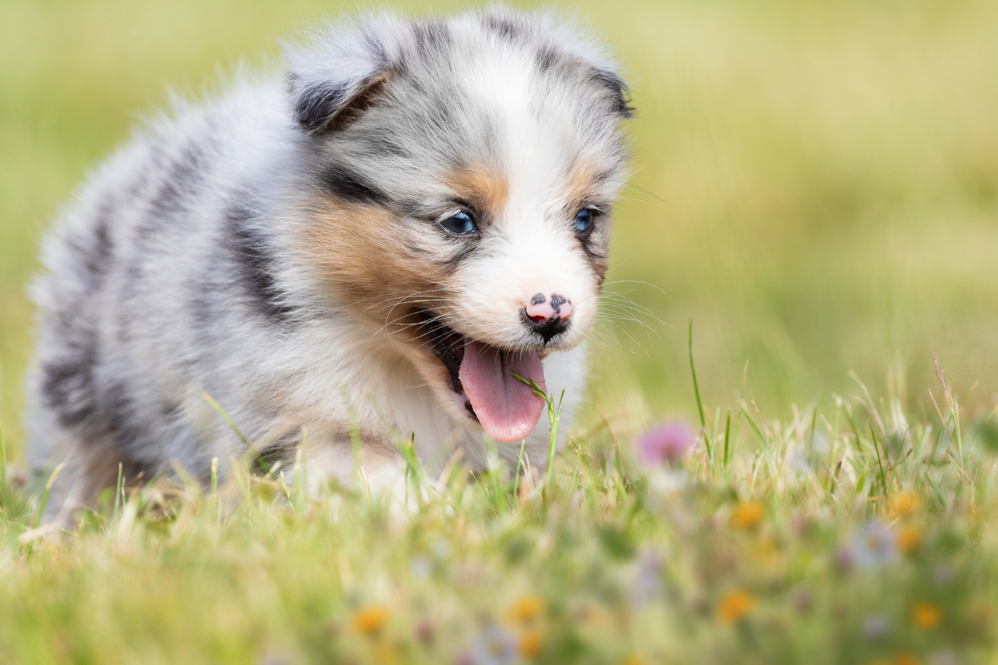 Male bleu merle 2
