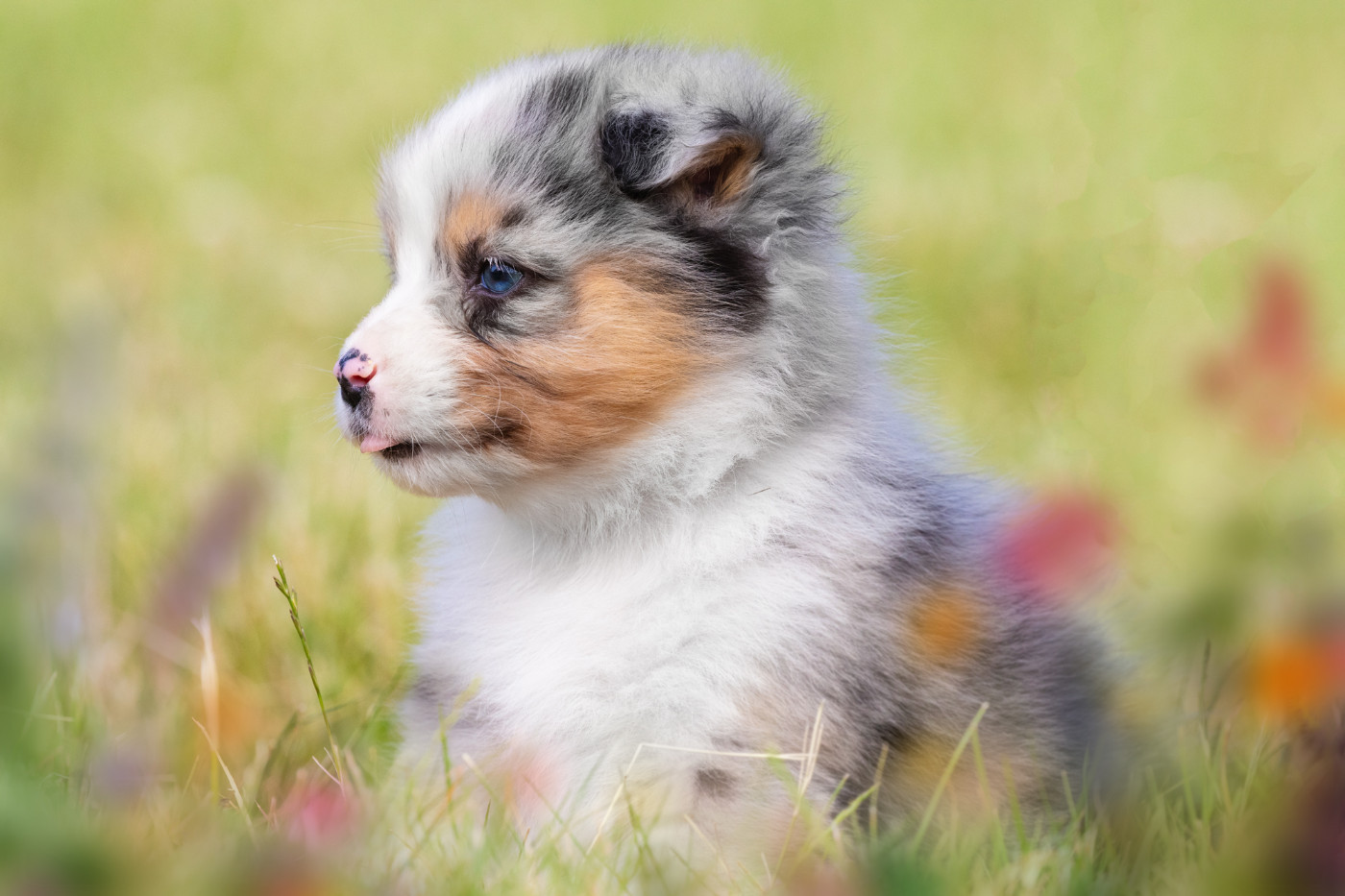 Male bleu merle 2