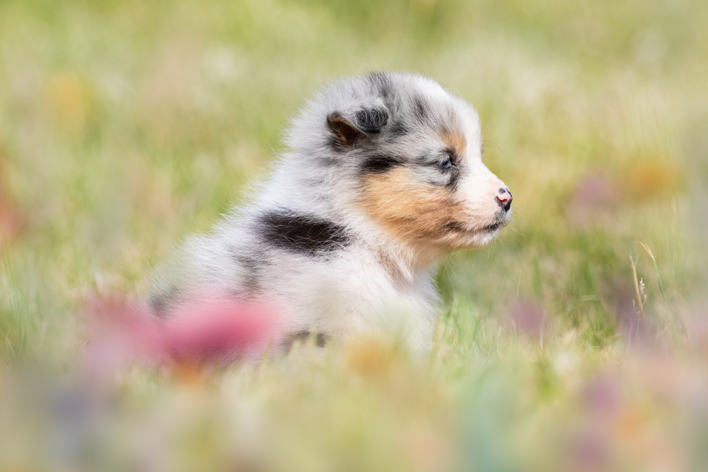 Male bleu merle 2