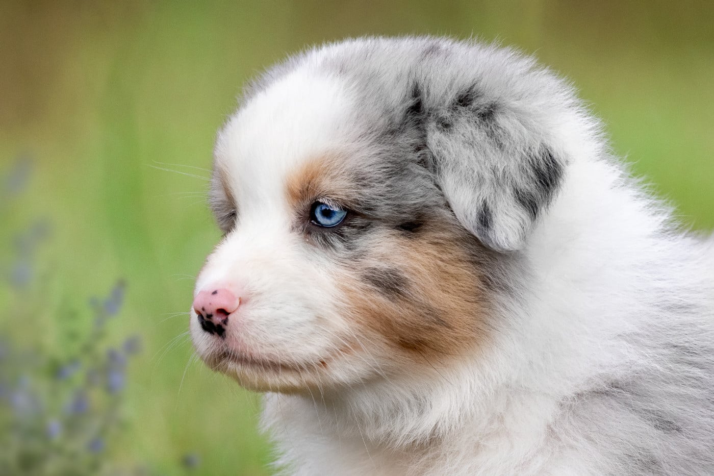 Chiot N°1
