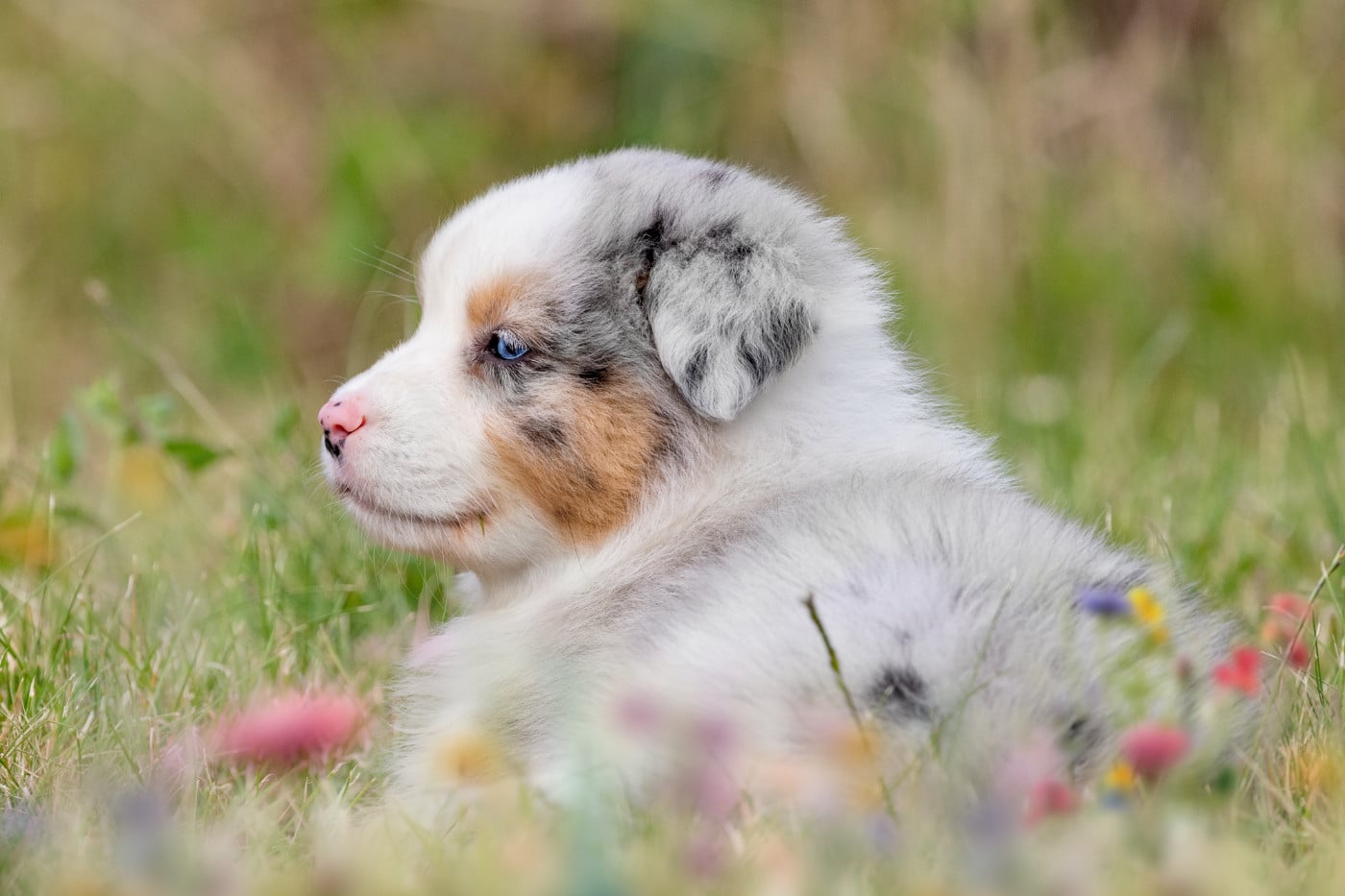 Chiot N°1