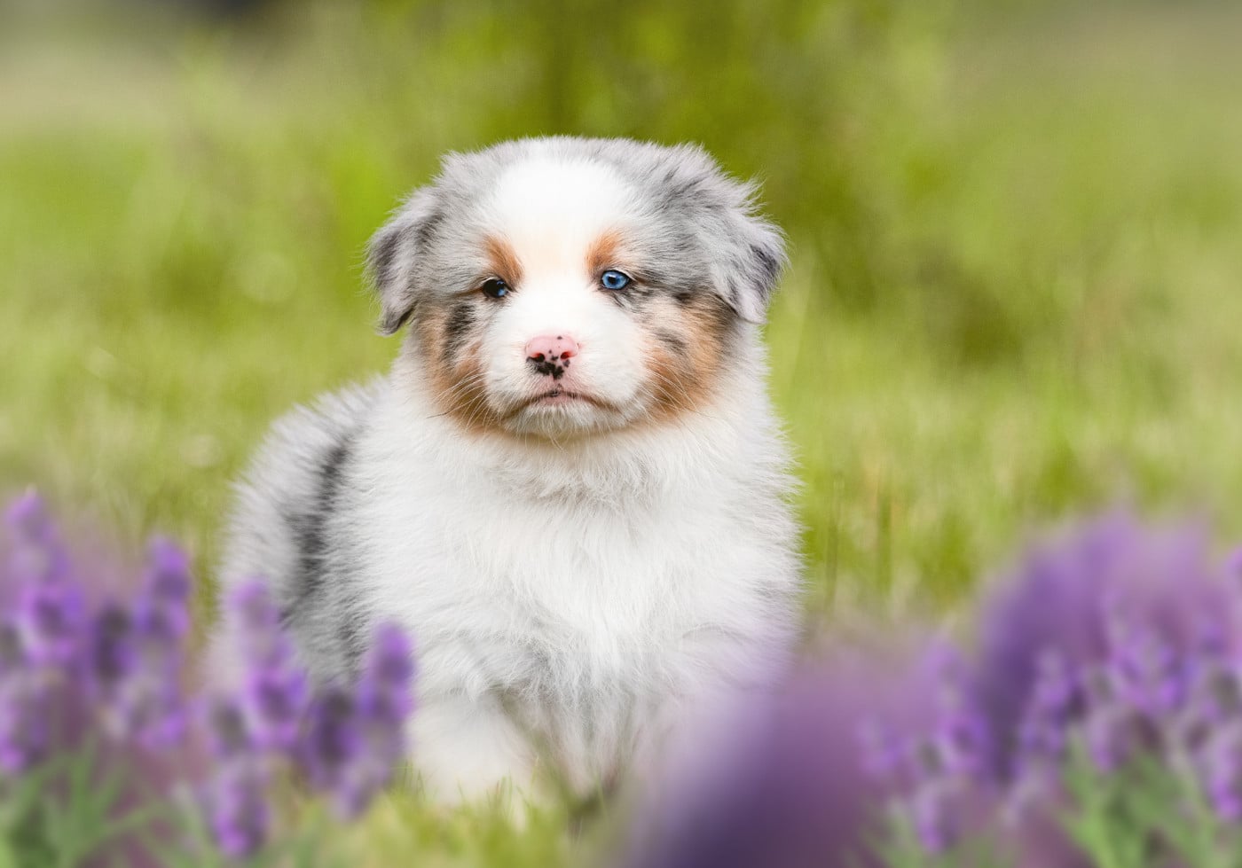 Chiot N°1
