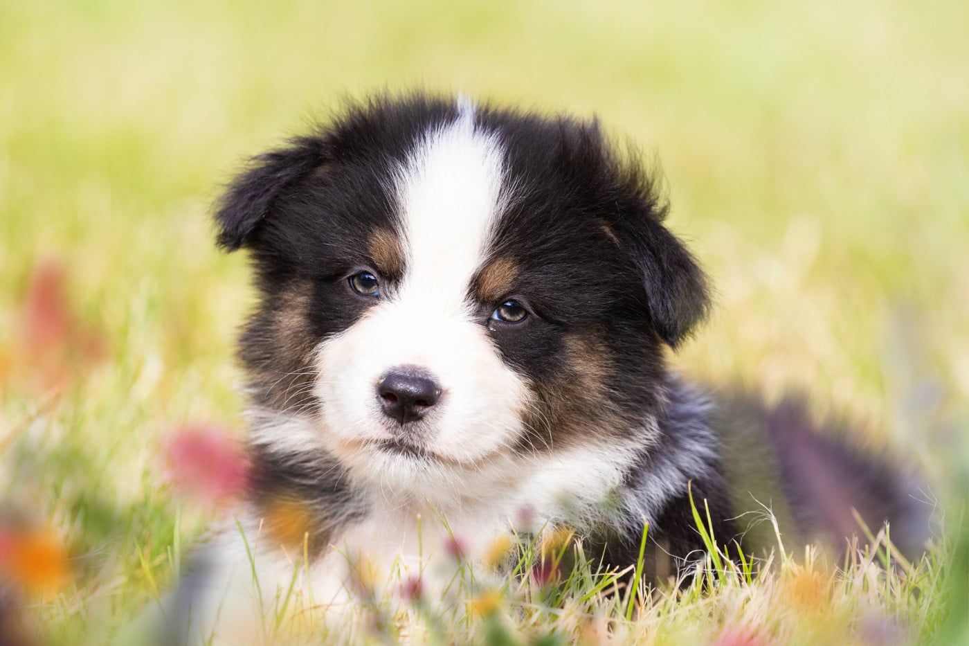 Chiot N°8