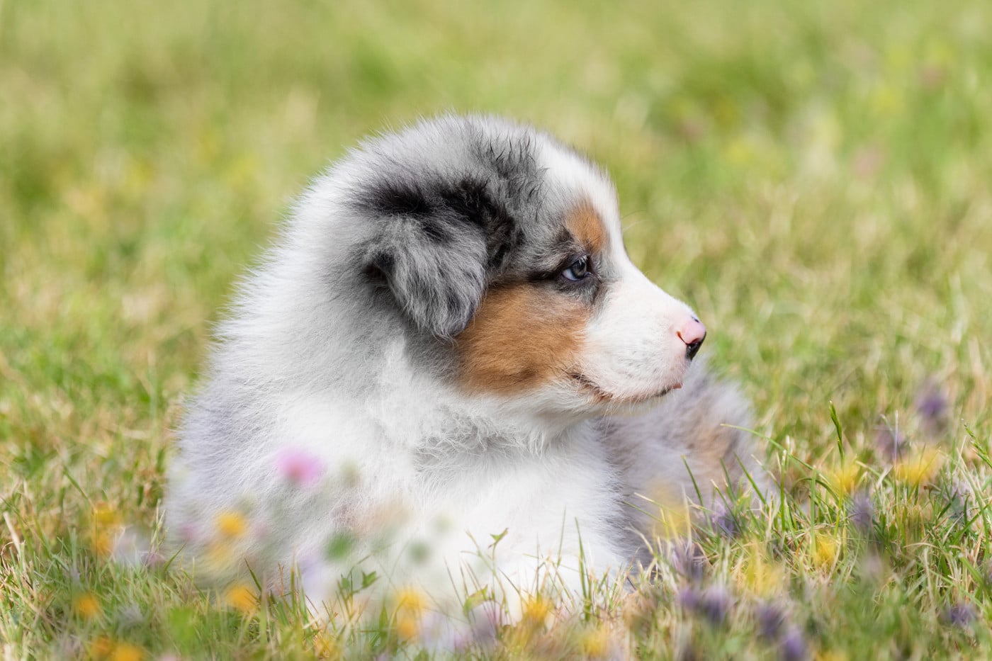 Male bleu merle