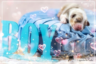 Les chiots de Berger Australien