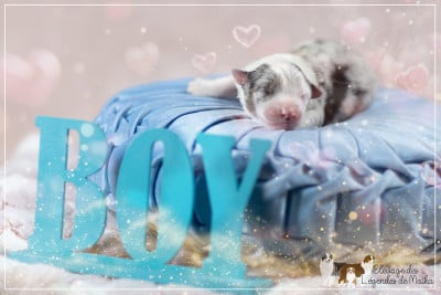 Les chiots de Berger Australien