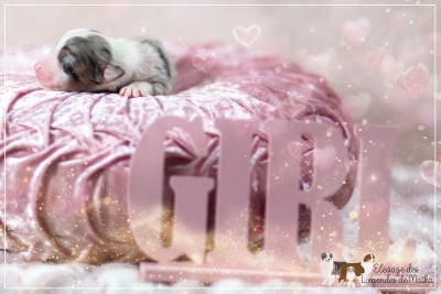 Les chiots de Berger Australien