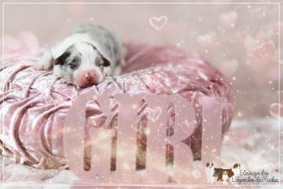 Les chiots de Berger Australien