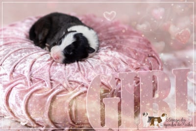 Les chiots de Berger Australien