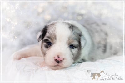 Les chiots de Berger Australien