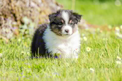 Les chiots de Berger Australien
