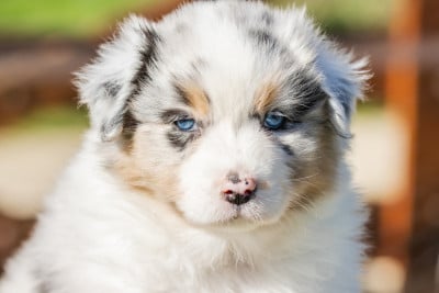 Les chiots de Berger Australien