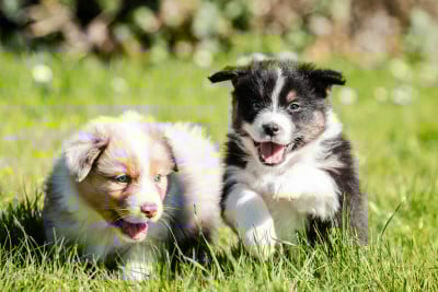 Les chiots de Berger Australien
