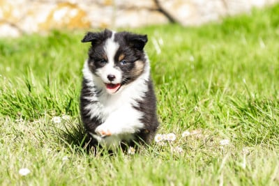 Les chiots de Berger Australien