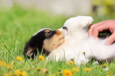 Les chiots de Berger Australien