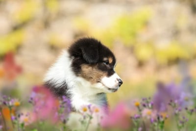Les chiots de Berger Australien
