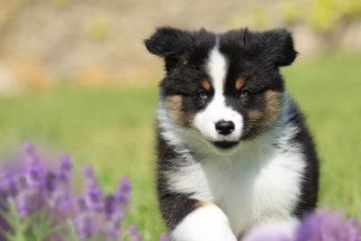 Les chiots de Berger Australien