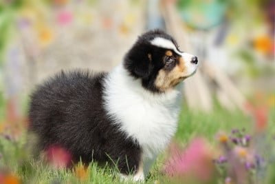 Les chiots de Berger Australien