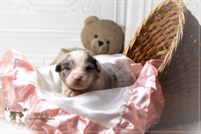 Les chiots de Berger Australien