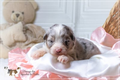 Les chiots de Berger Australien