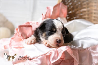 Les chiots de Berger Australien
