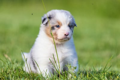 Les chiots de Berger Australien