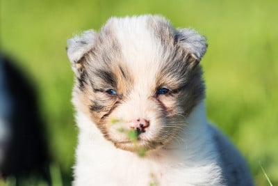 Les chiots de Berger Australien