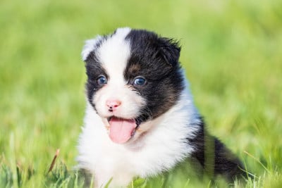 Les chiots de Berger Australien