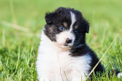 Les chiots de Berger Australien