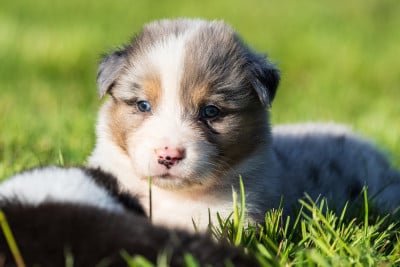 Les chiots de Berger Australien