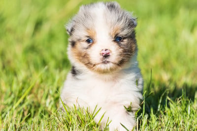 Les chiots de Berger Australien