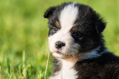 Les chiots de Berger Australien