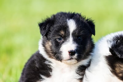 Les chiots de Berger Australien