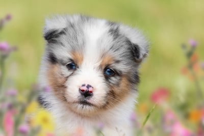 Les chiots de Berger Australien