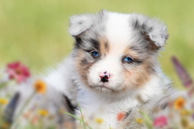 Les chiots de Berger Australien
