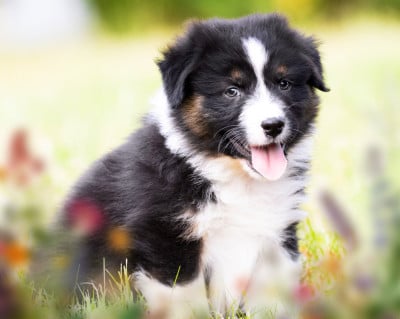 Les chiots de Berger Australien