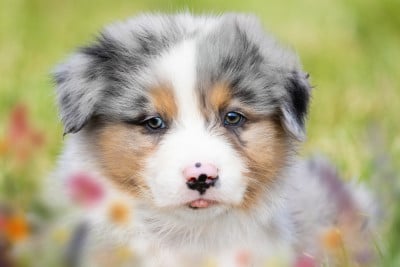 Les chiots de Berger Australien