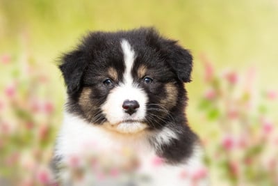 Les chiots de Berger Australien