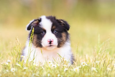 Les chiots de Berger Australien