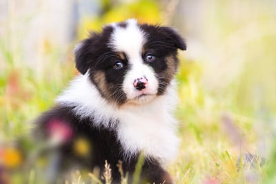 Les chiots de Berger Australien