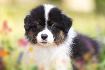 Les chiots de Berger Australien