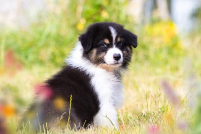 Les chiots de Berger Australien
