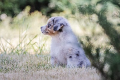 Les chiots de Berger Australien